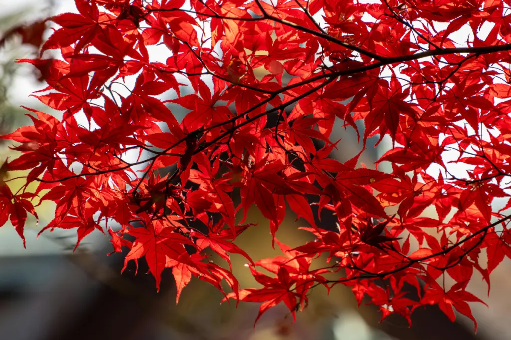 Trees with Red Leaves