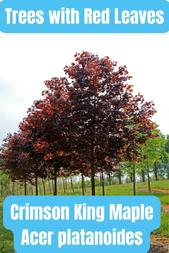 Trees with Red Leaves Crimson King Maple Acer platanoides
