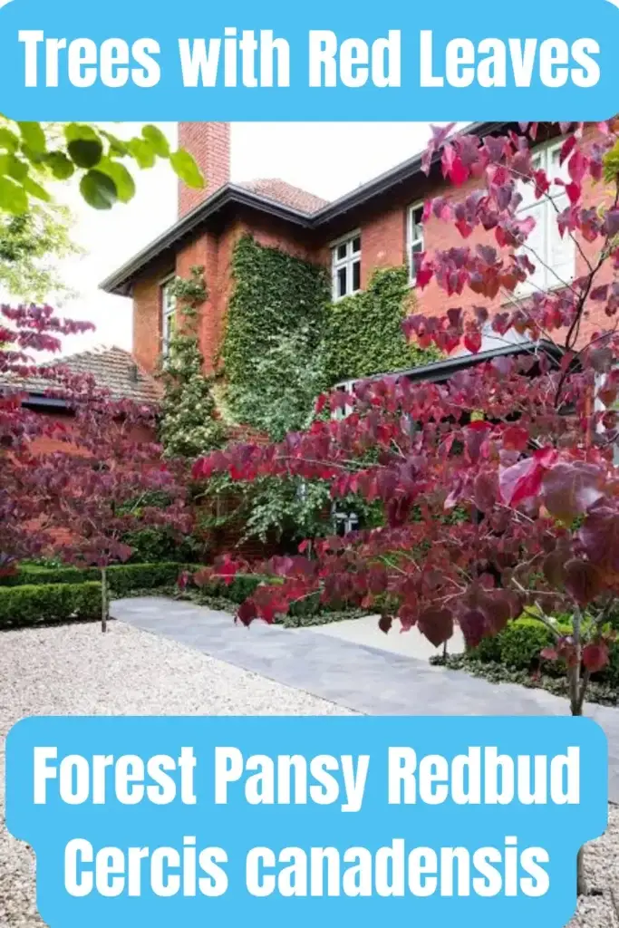 Trees with Red Leaves Forest Pansy Redbud Cercis canadensis