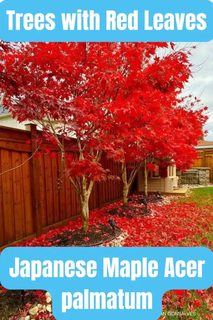 Trees with Red Leaves Japanese Maple Acer palmatum