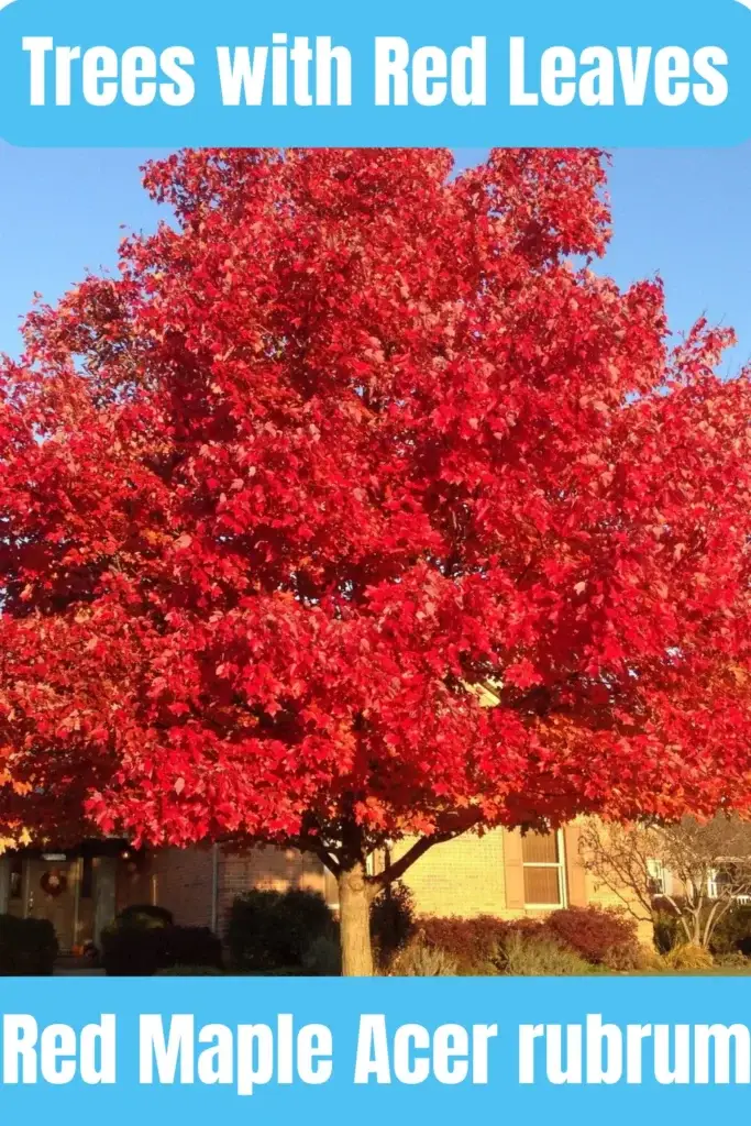 Trees with Red Leaves Red Maple Acer rubrum